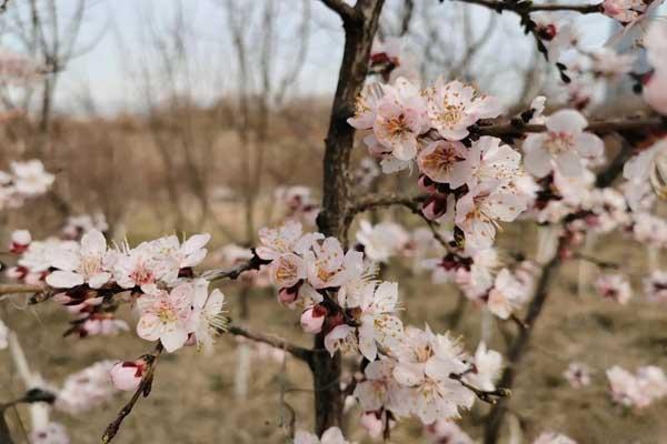 乌鲁木齐周边春季赏花的地方