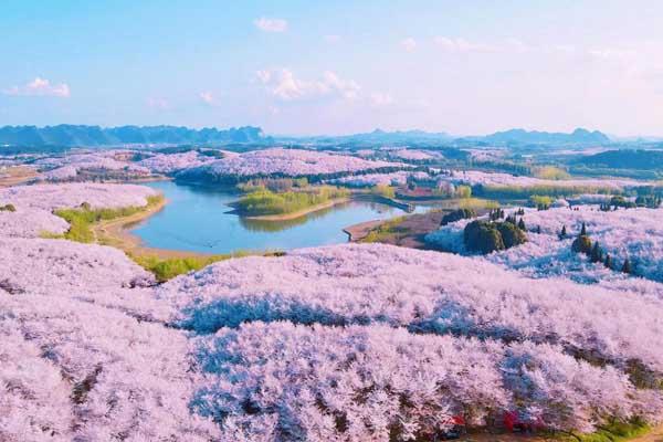 贵阳看樱花去哪里好