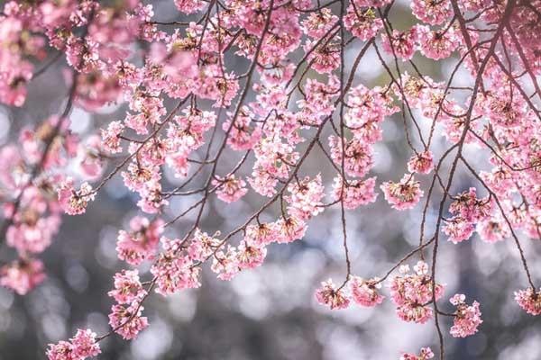 貴陽看櫻花去哪里好