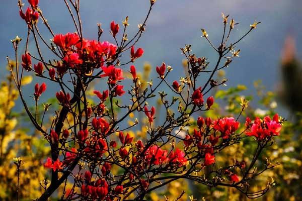 贵阳哪里有杜鹃花看