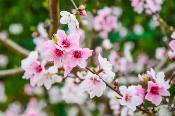 银川看桃花的地方