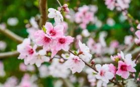 銀川看桃花的地方