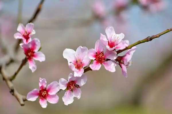 银川看桃花的地方