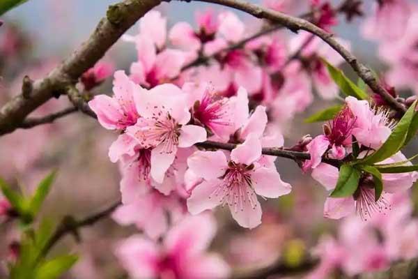 银川看桃花的地方