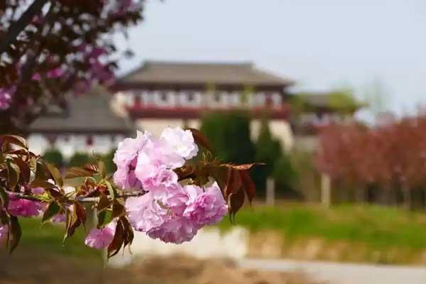 咸阳看樱花的地方在哪里