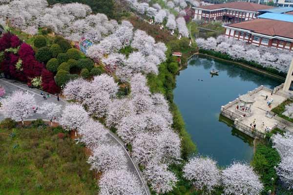 长沙哪里樱花最好看