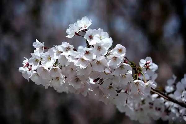 邯鄲看櫻花去哪里