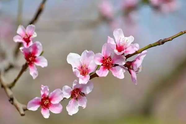 邯郸看桃花去哪里好