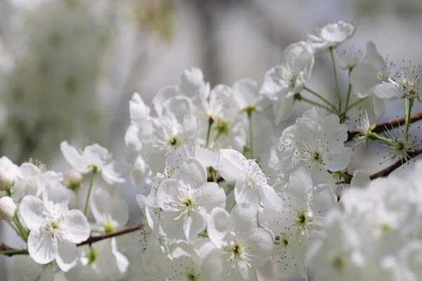 邯郸哪里看梨花