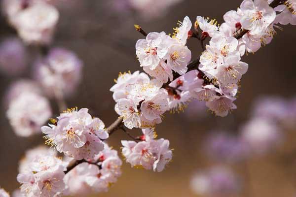 石家莊賞杏花的地方