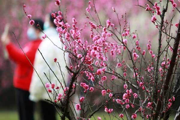 揚州看梅花的地方