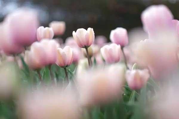 金華哪里有郁金香花海