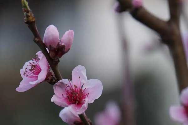 唐山賞桃花的好去處