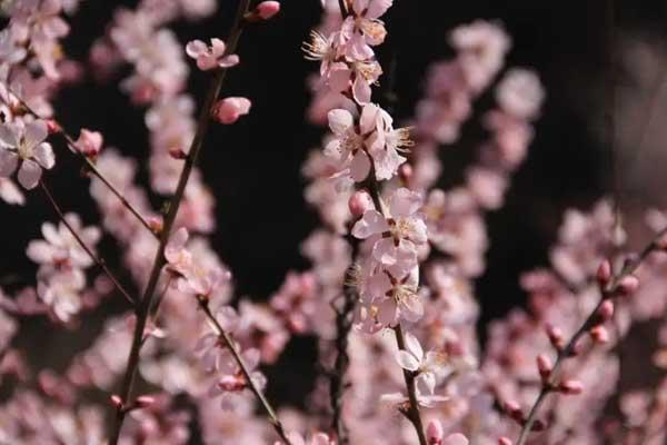 唐山賞桃花的好去處