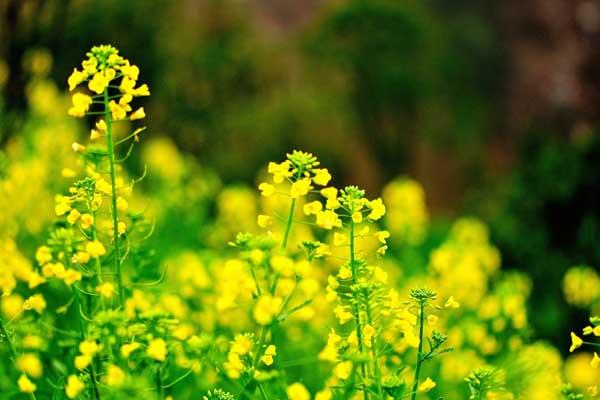 株洲賞油菜花的地方在哪