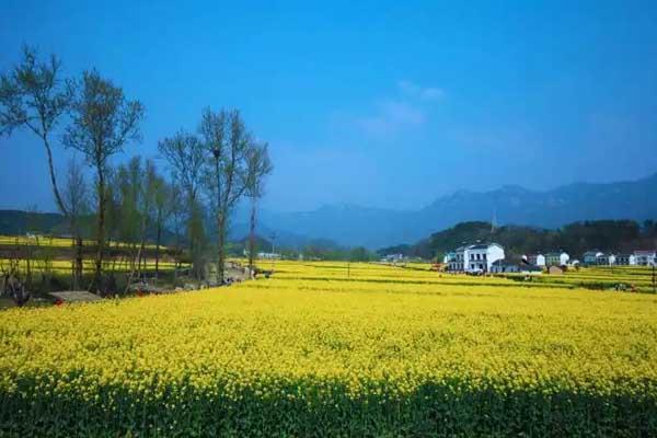 安康哪里油菜花好看