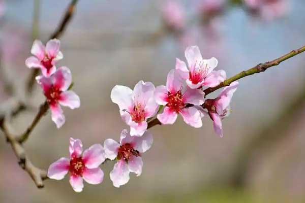 淄博看桃花的好去處