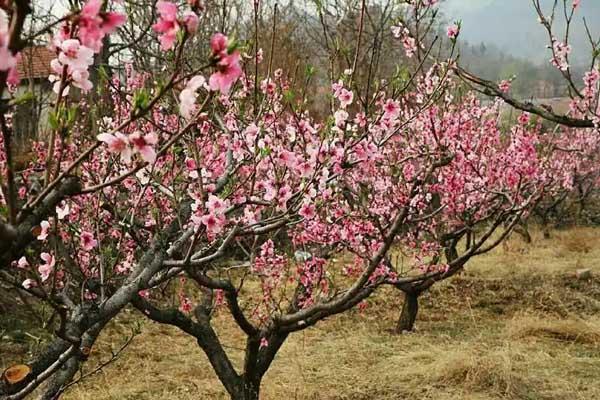 淄博看桃花的好去處