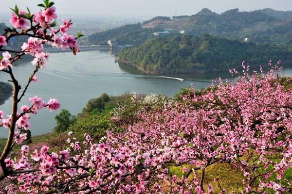 成都哪里看桃花