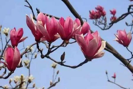临海的玉兰花在哪里