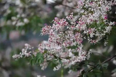 丽江哪里看花