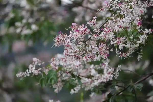 麗江哪里看花