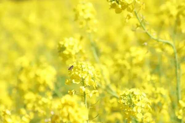 宜昌市看油菜花的地方