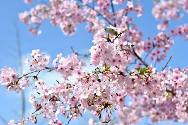 寧波賞櫻花好去處