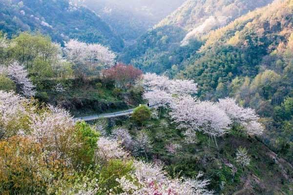 寧波賞櫻花好去處