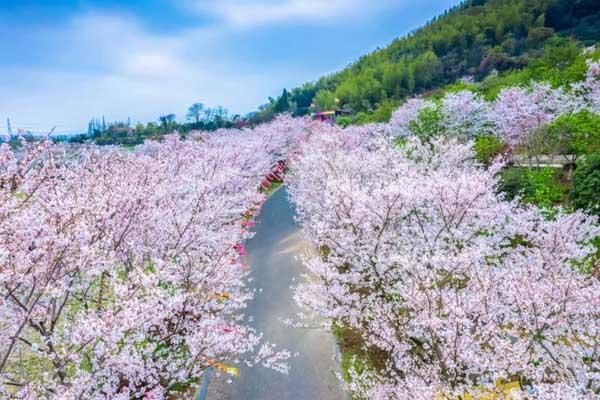 寧波賞櫻花好去處