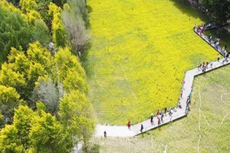 沈阳油菜花海在什么地方