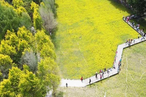 沈陽油菜花海在什么地方