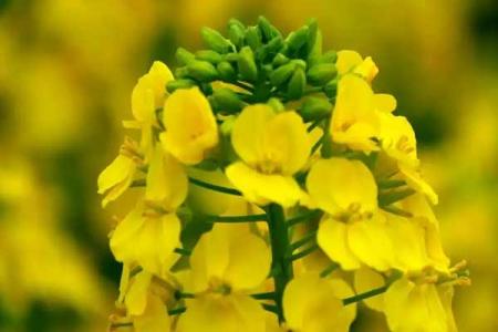 沈阳油菜花海在什么地方
