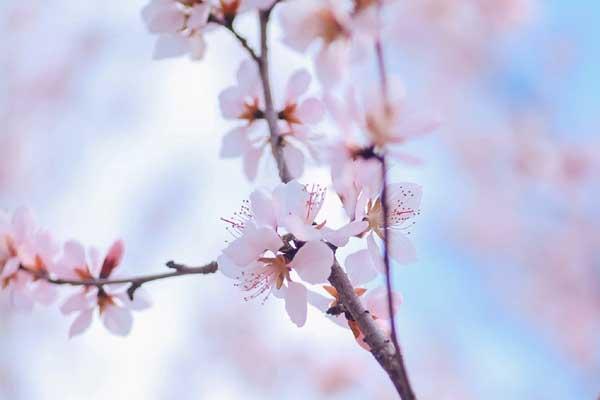 沈陽賞桃花的地方