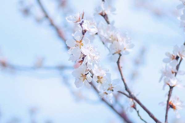 沈陽賞桃花的地方