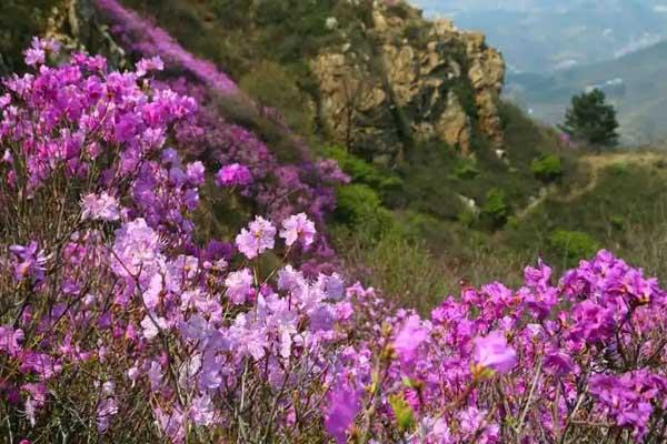 2025大黑山杜鵑花最佳觀賞地點