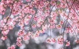 秦皇岛去哪里看樱花