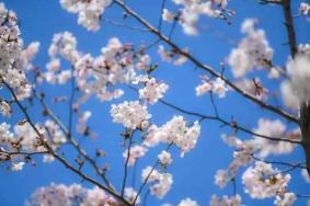 益阳哪里有樱花看
