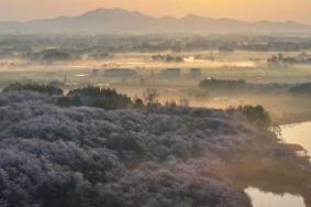 宣城赏樱花的地方有哪些景点