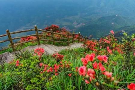 清远赏花有哪些地方