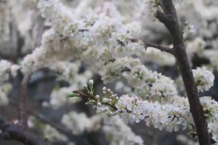 清远赏花有哪些地方