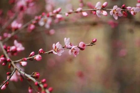 乌鲁木齐看桃花去哪里