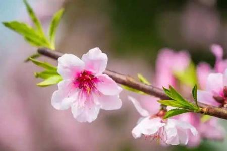 乌鲁木齐看桃花去哪里