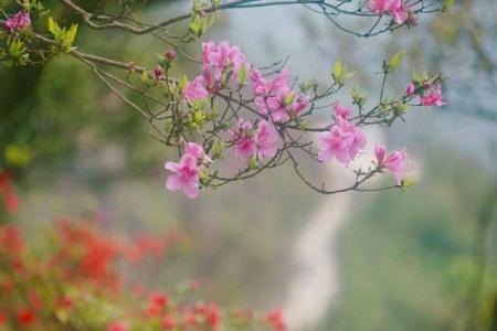 2025荆州赏花地点推荐