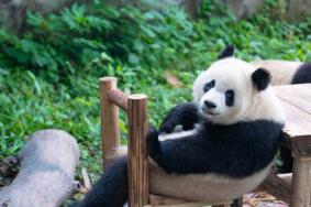 重庆儿童游玩攻略必去景点
