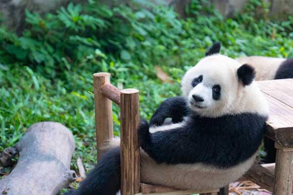重庆儿童游玩攻略必去景点