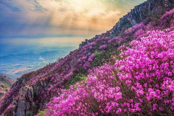 2025大连五一赏花推荐