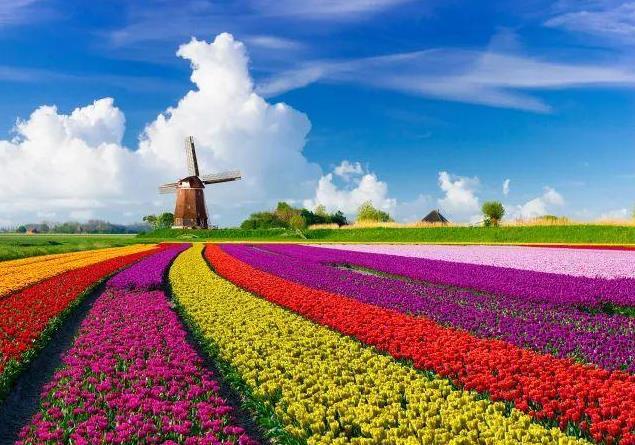 花之国荷兰的资料图片