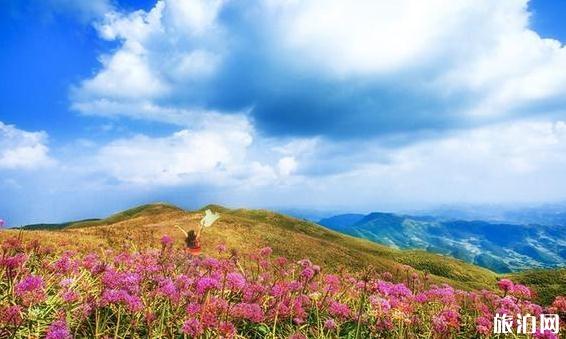 貴州韭菜坪需要門票嗎韭菜坪門票價格是多少