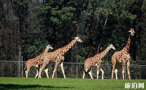 武漢動物園和武漢九峰森林動物園哪個更好玩